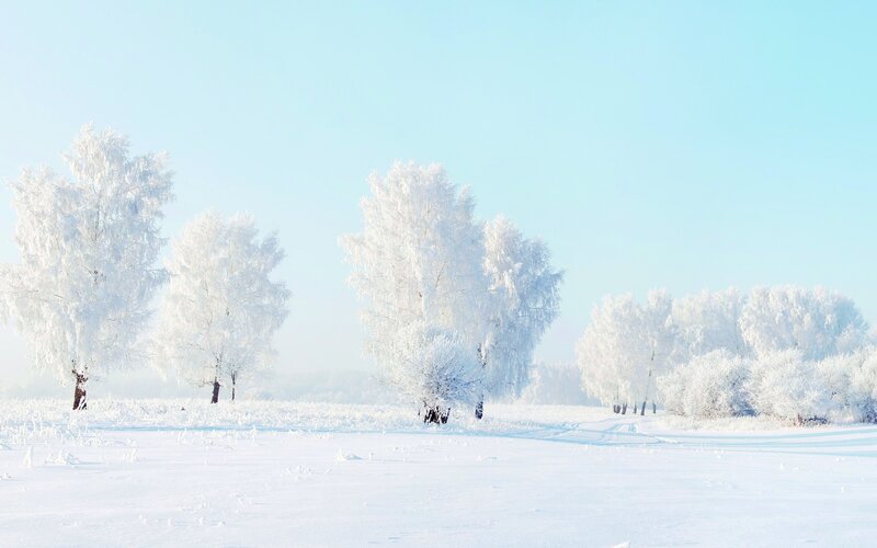 frost-covered trees in winter