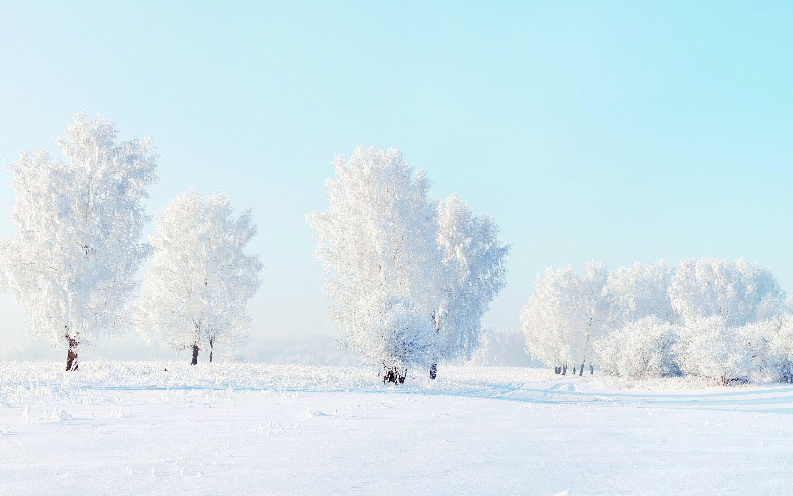 frost-covered trees in winter
