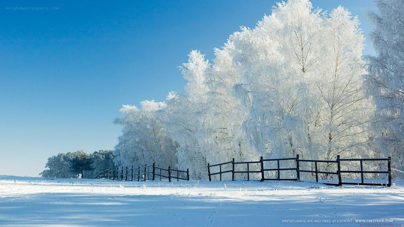 frost-covered trees in winter