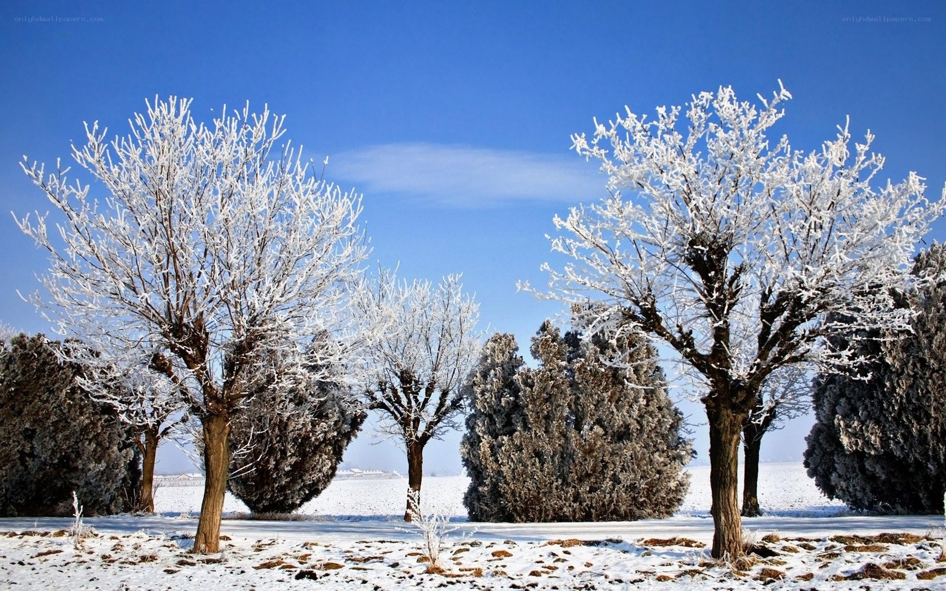 Frost-covered trees in winter