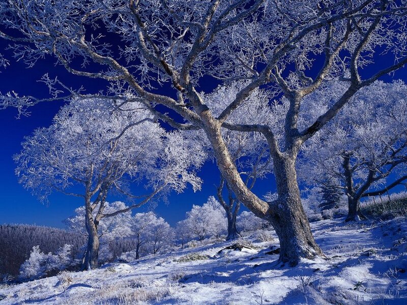 Frost-covered trees in winter