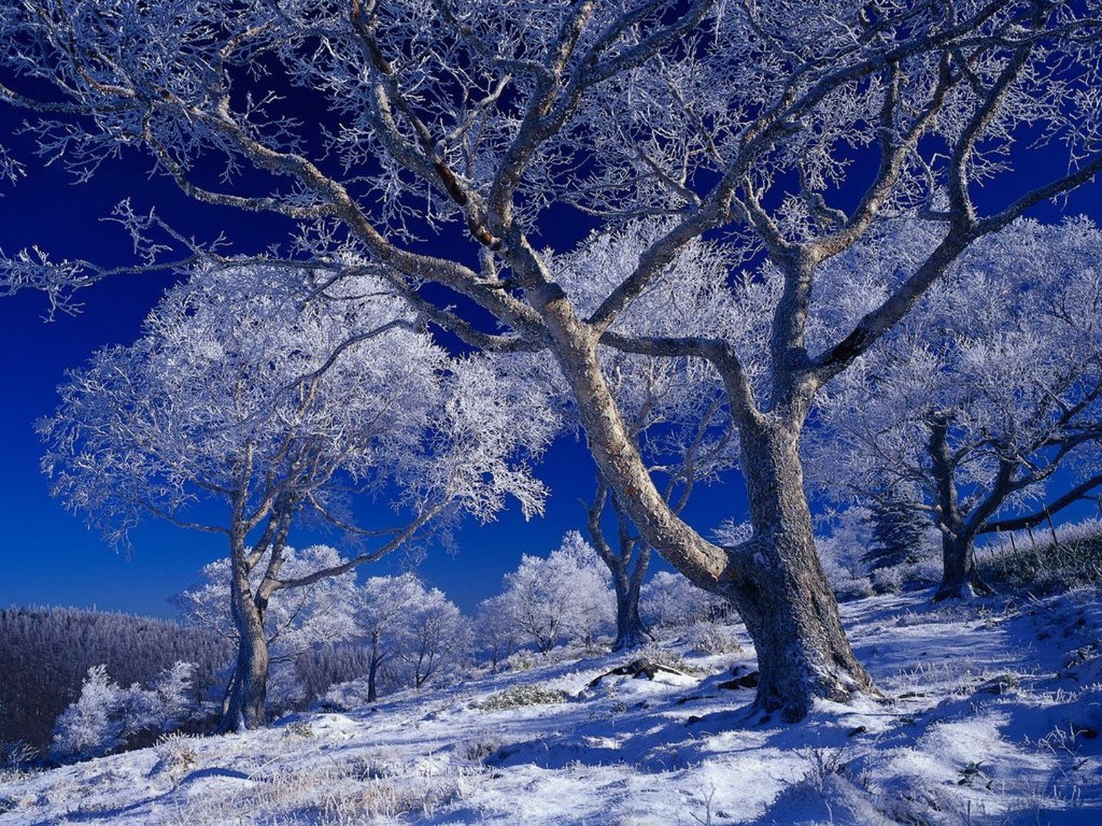 Frost-covered trees in winter