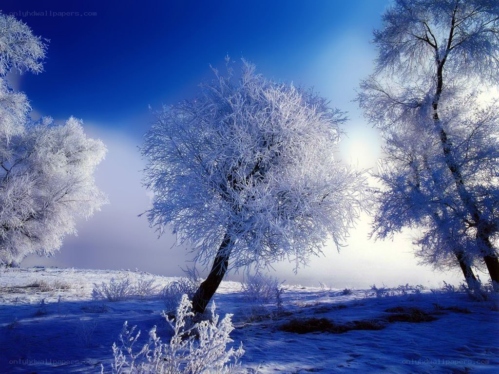 Frost-covered trees in winter