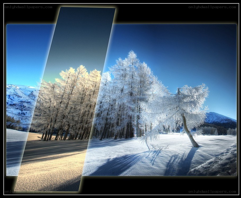 frost-covered trees in winter