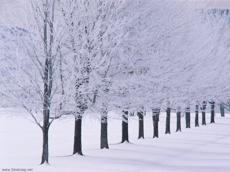frost-covered trees in winter