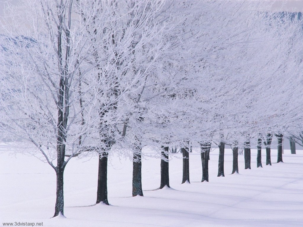 frost-covered trees in winter