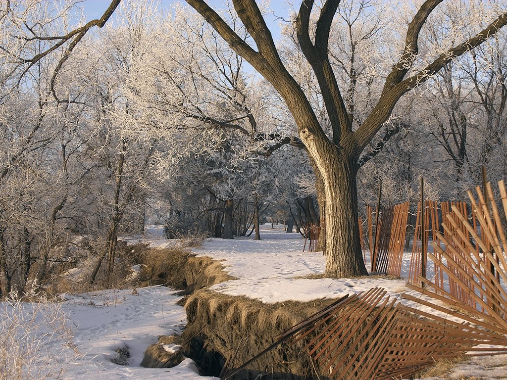 frost-covered trees in winter