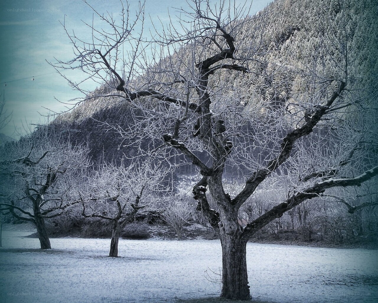 frost-covered trees in winter