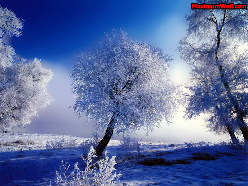 frost-covered trees in winter