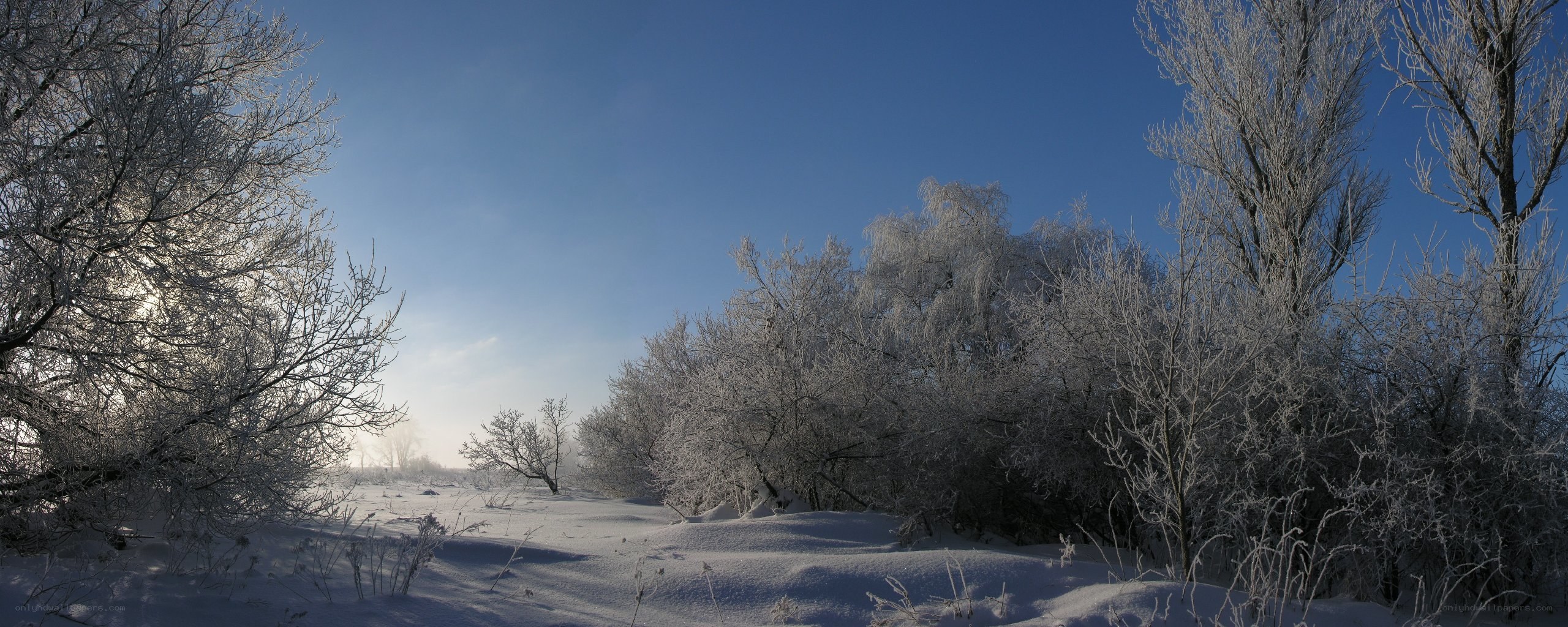 frost-covered trees in winter