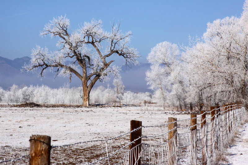 Frost-covered trees in winter