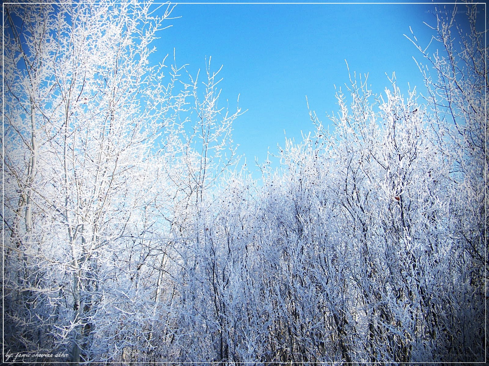 Frost-covered trees in winter