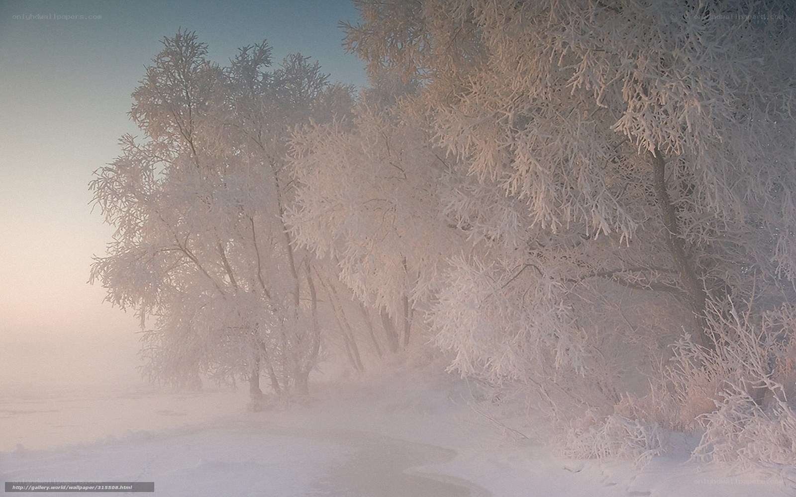 Frost-covered trees in winter