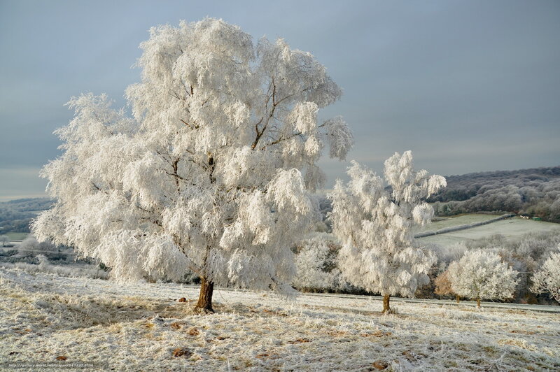 Frost-covered trees in winter