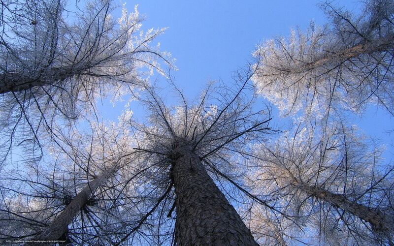 Frost-covered trees in winter