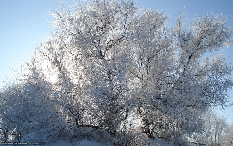 Frost-covered trees in winter