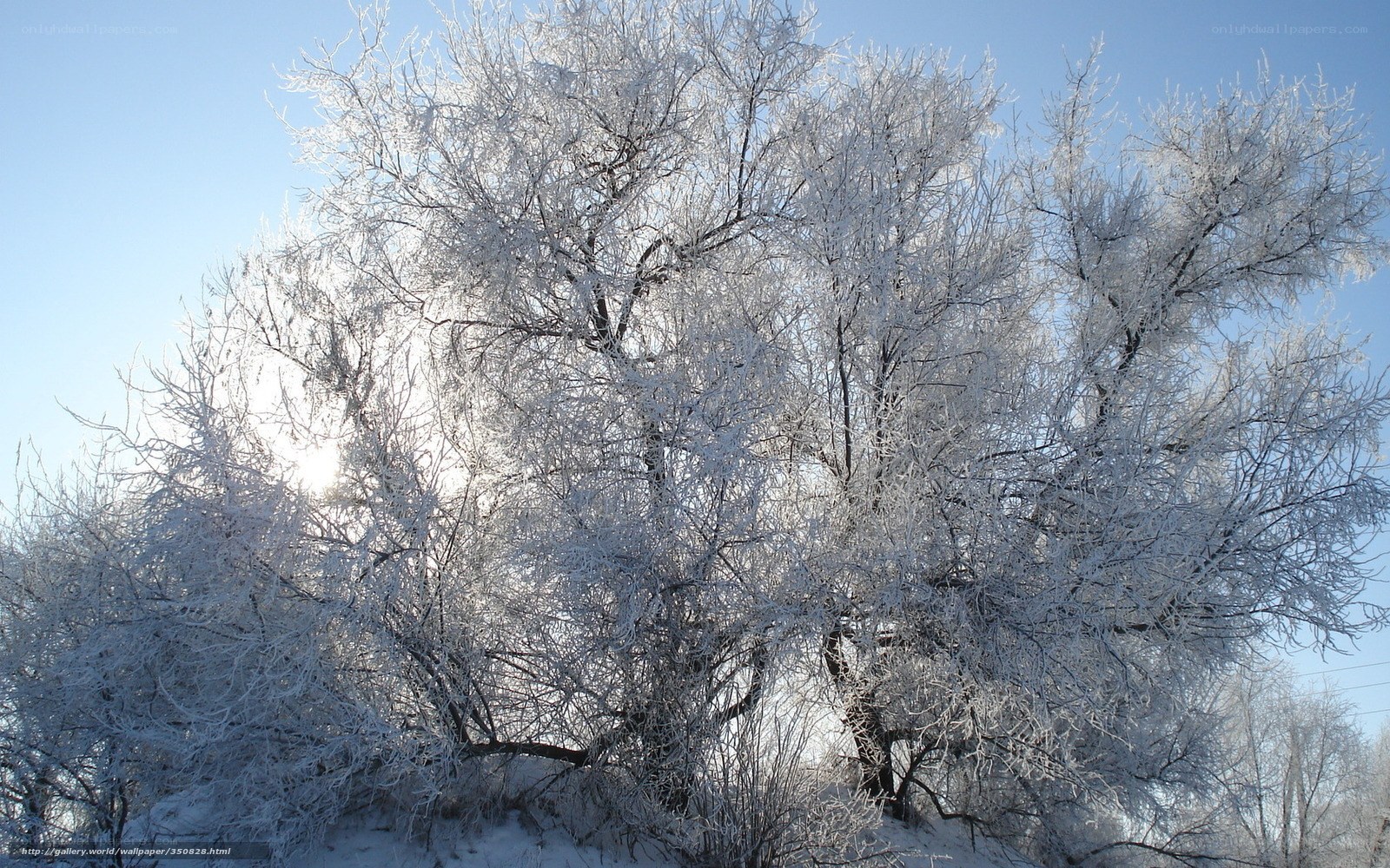 Frost-covered trees in winter