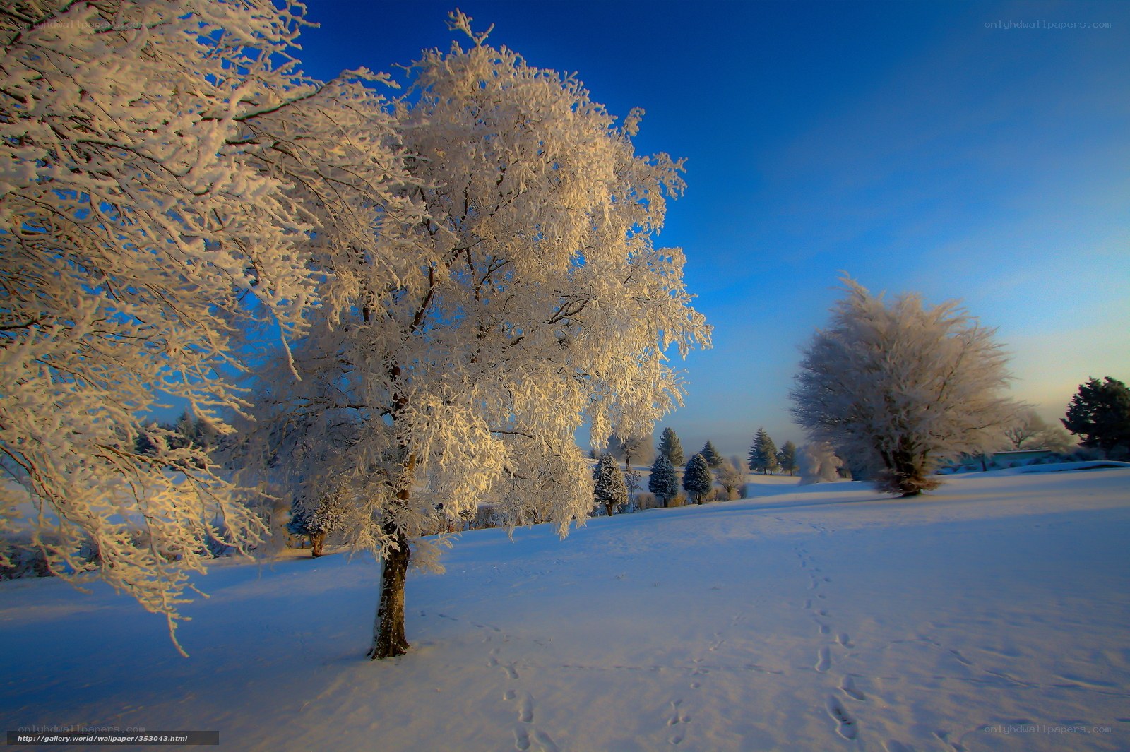 Frost-covered trees in winter