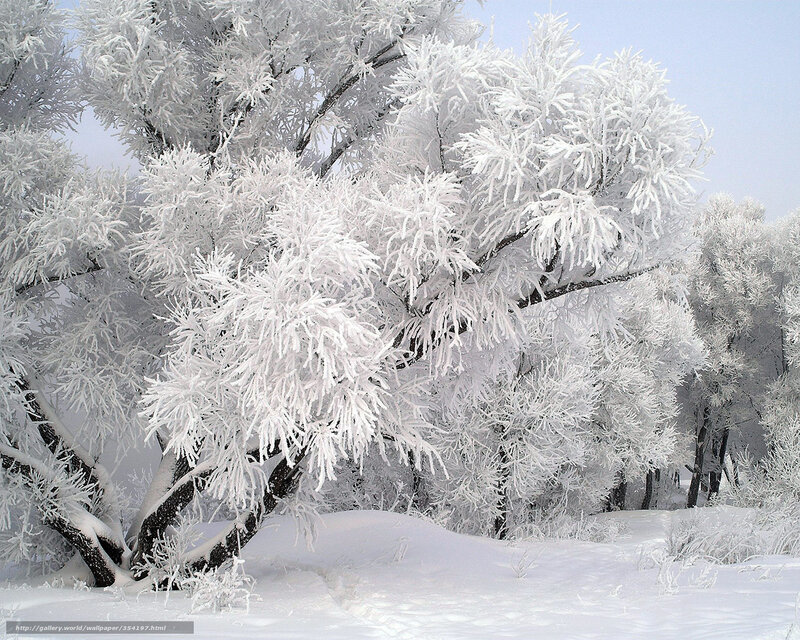 frost-covered trees in winter