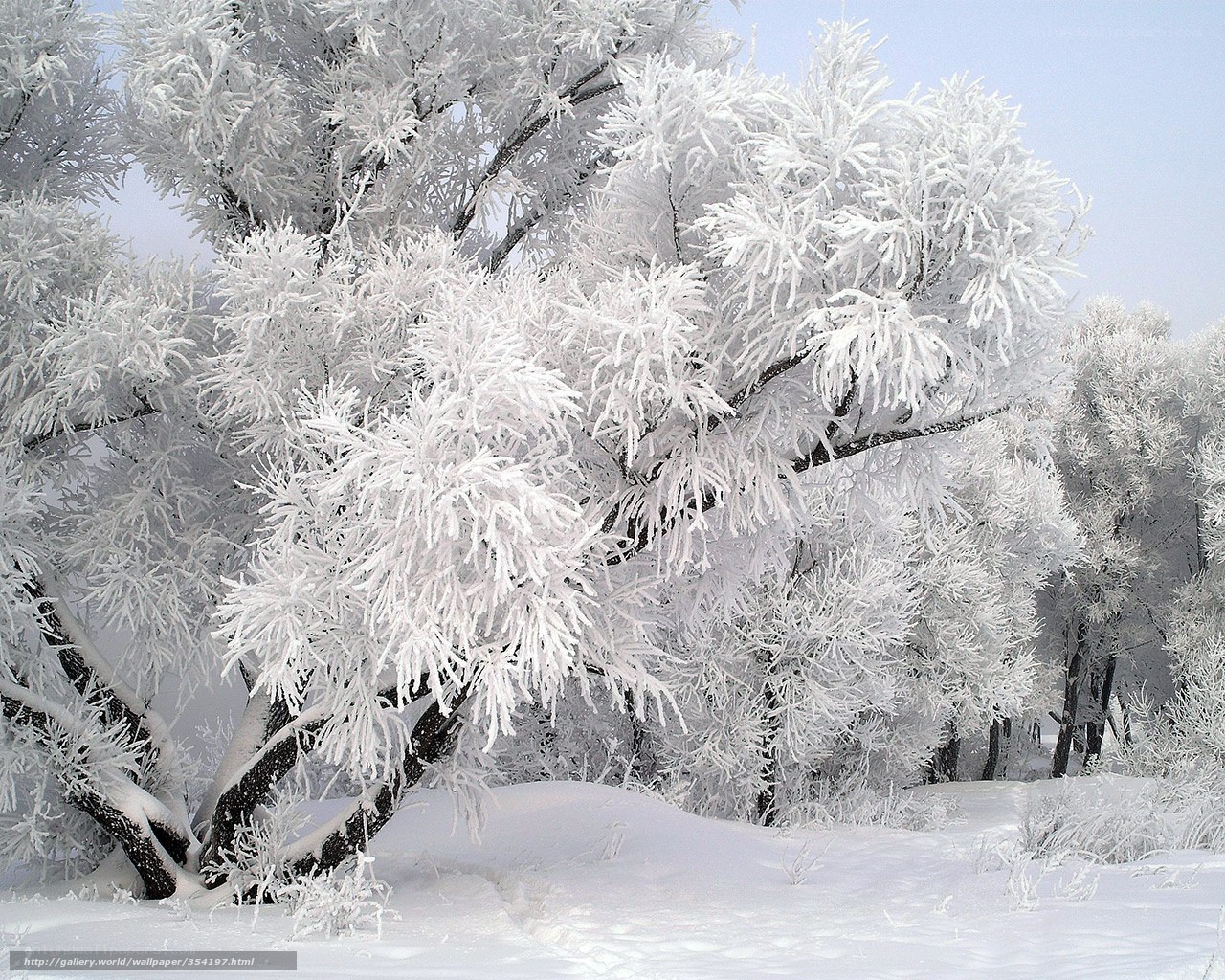 frost-covered trees in winter