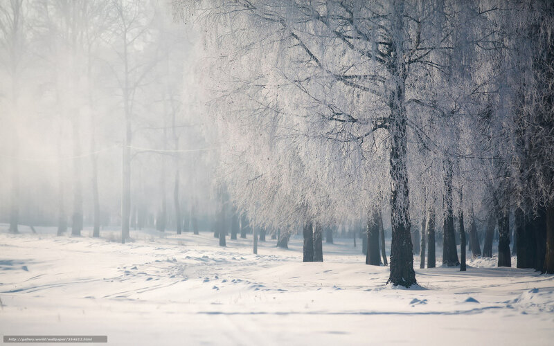 Frost-covered trees in winter