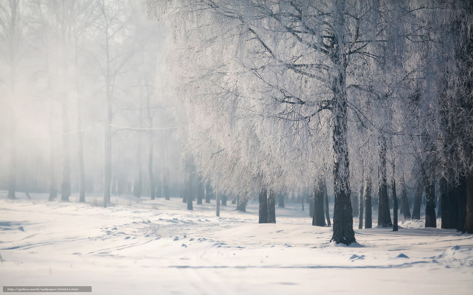 Frost-covered trees in winter