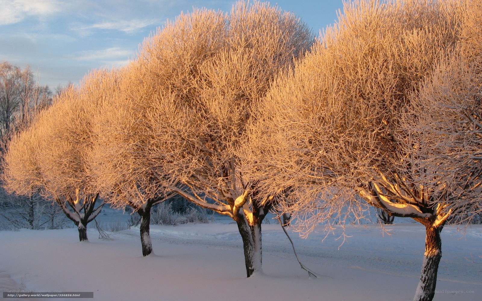 Frost-covered trees in winter