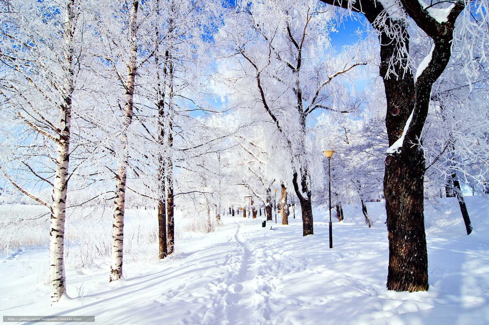 frost-covered trees in winter