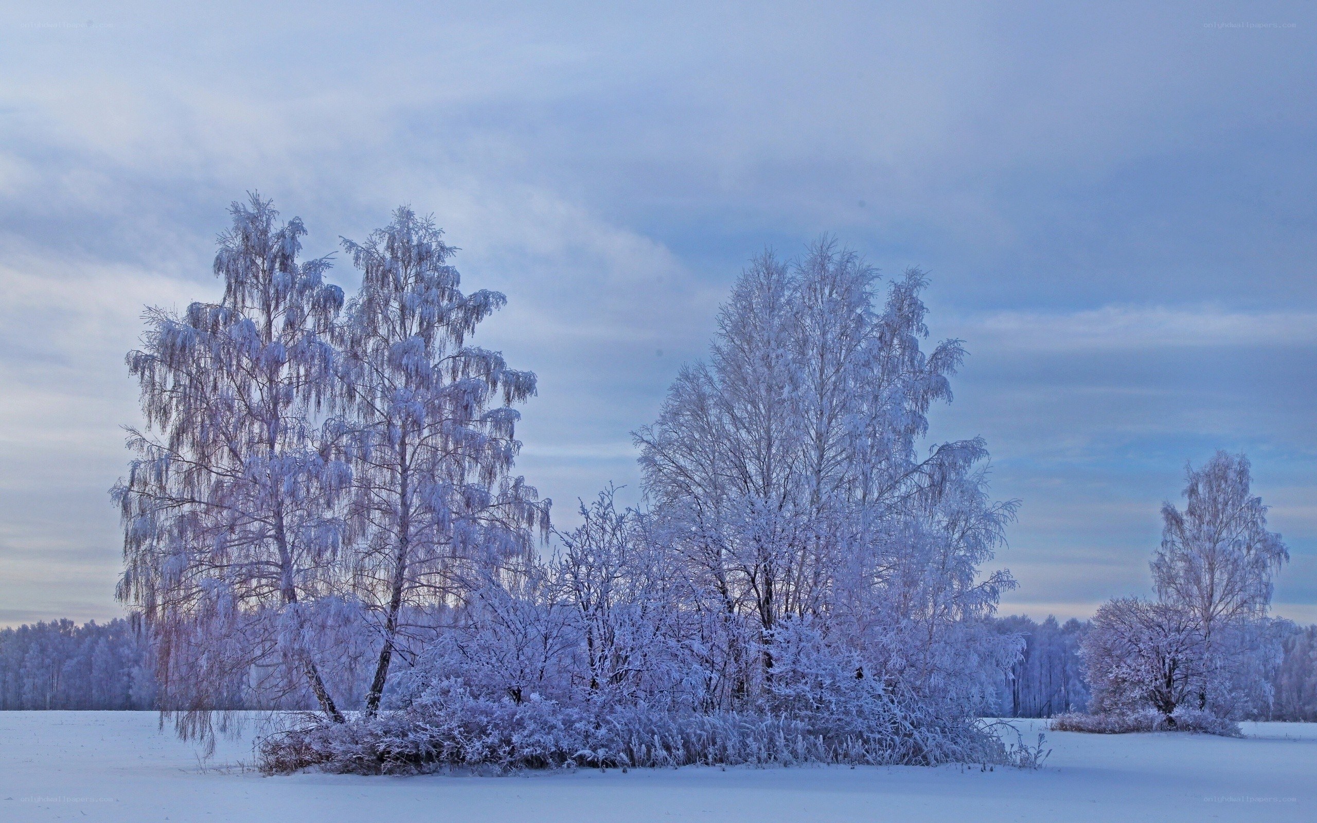 Frost-covered trees in winter