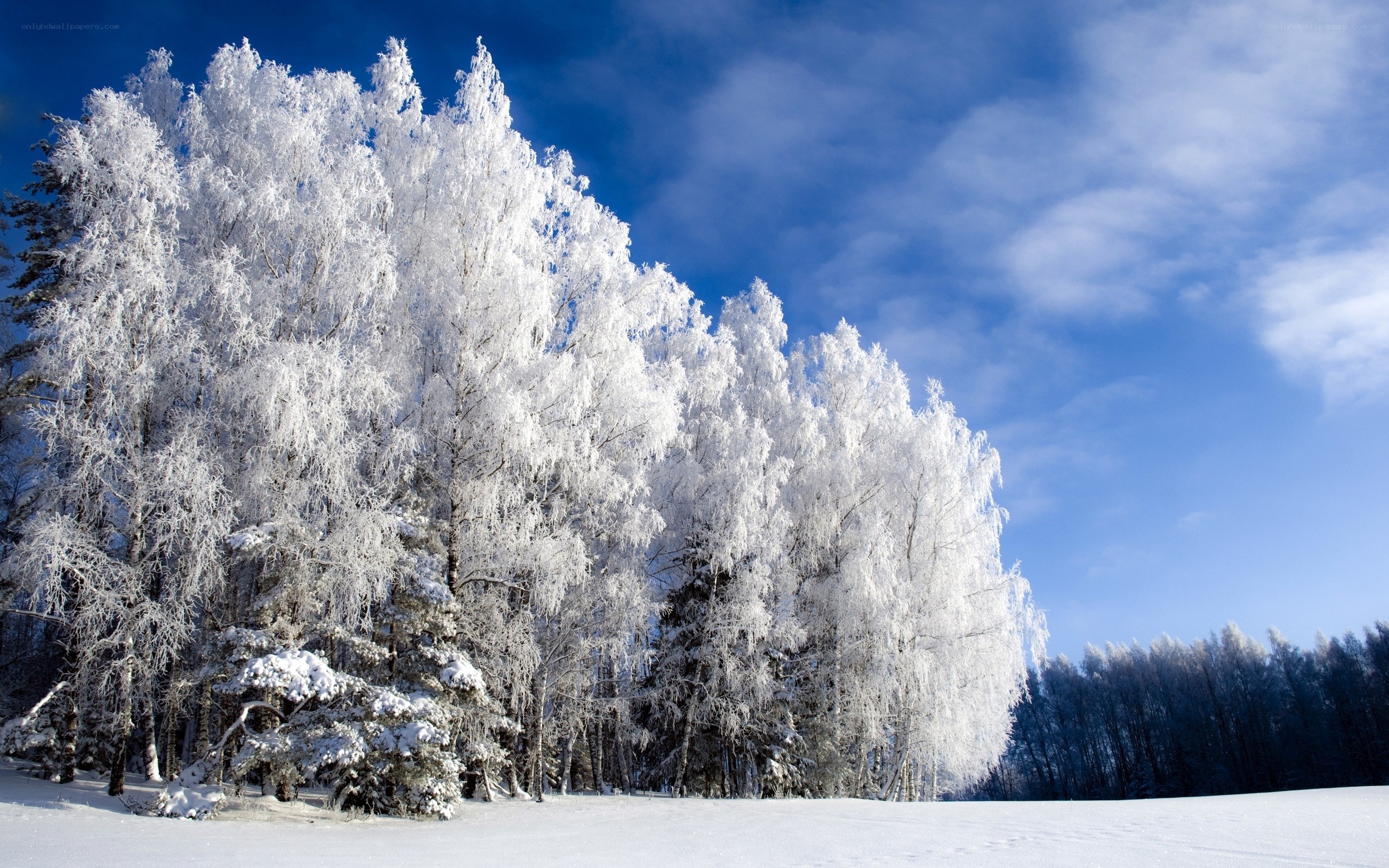 Frost-covered trees in winter