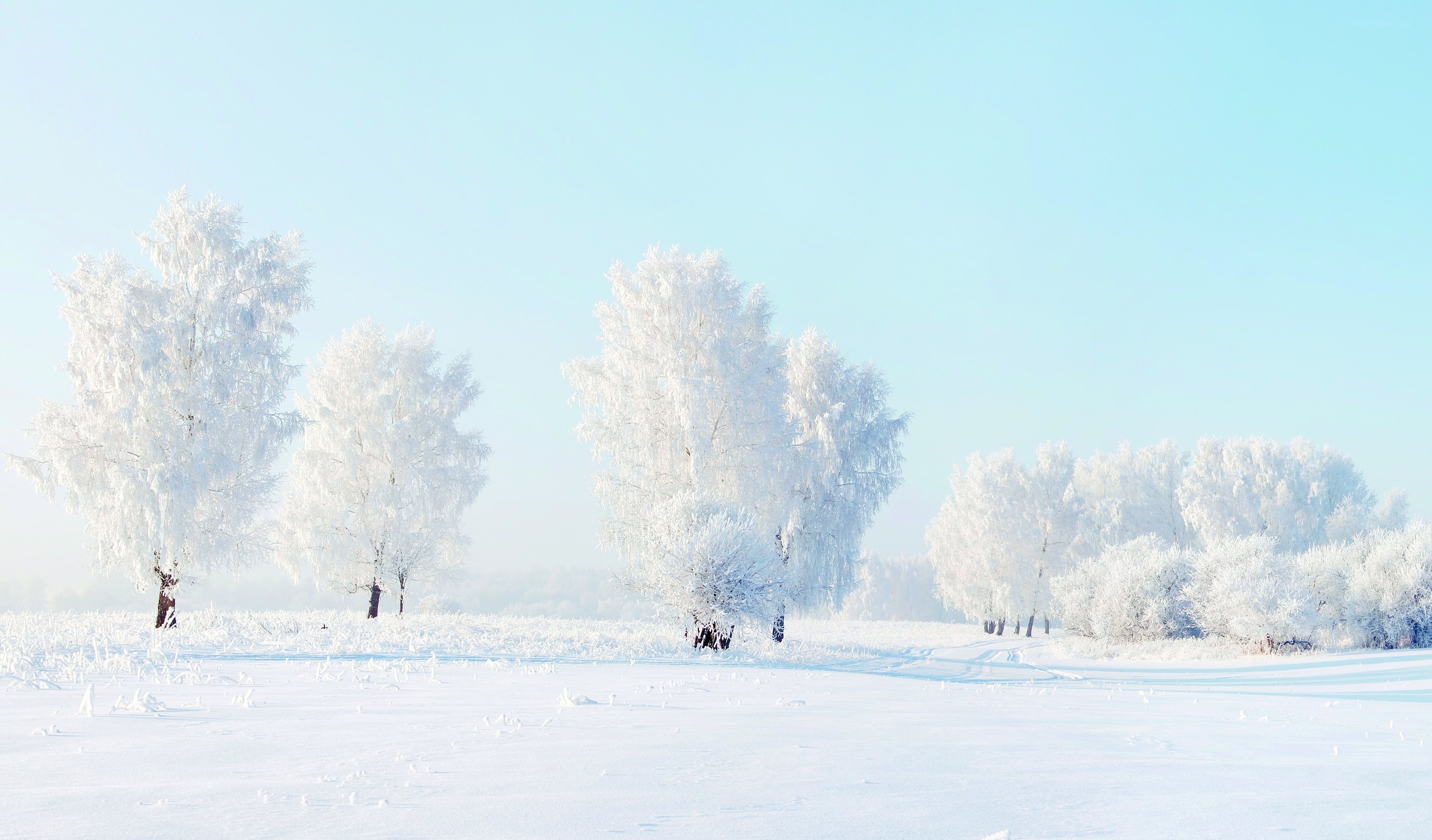 Frost-covered trees in winter