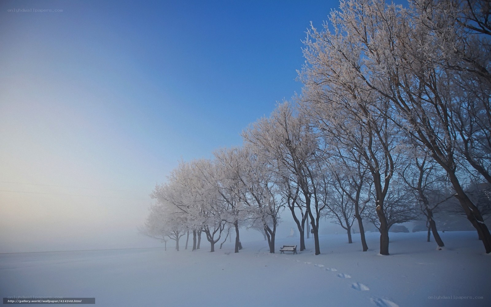 Frost-covered trees in winter