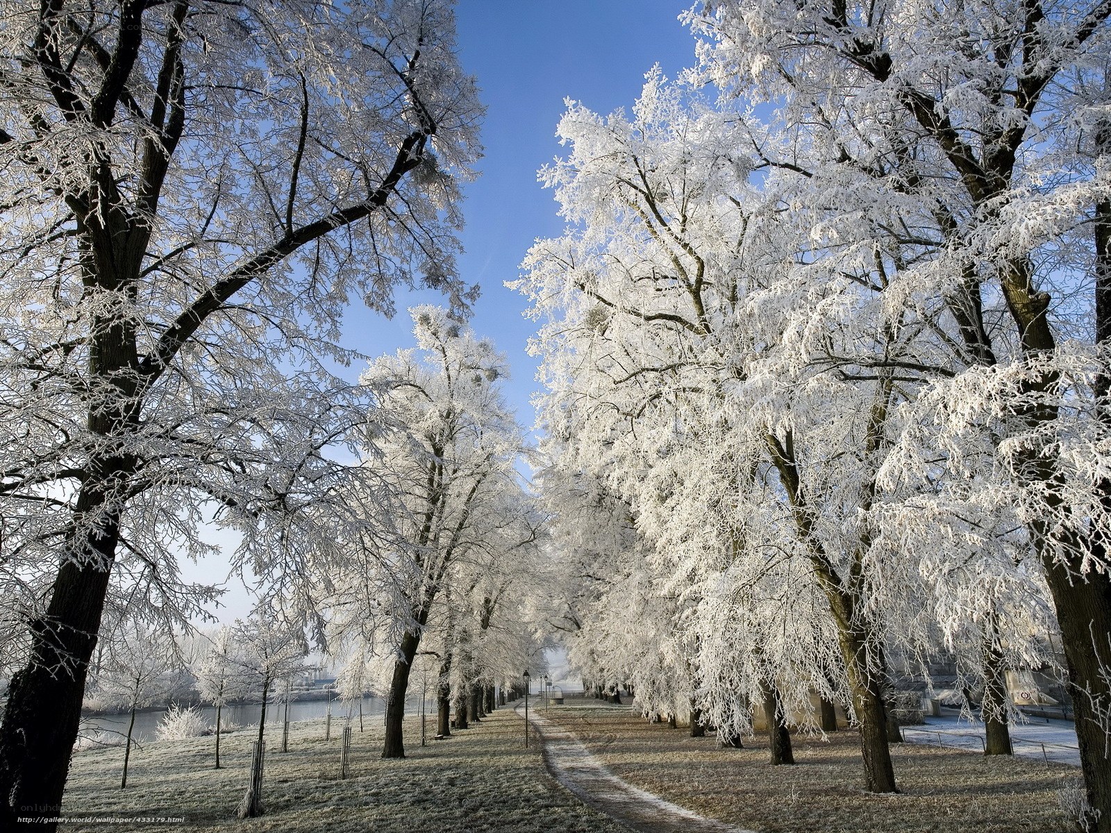 Frost-covered trees in winter