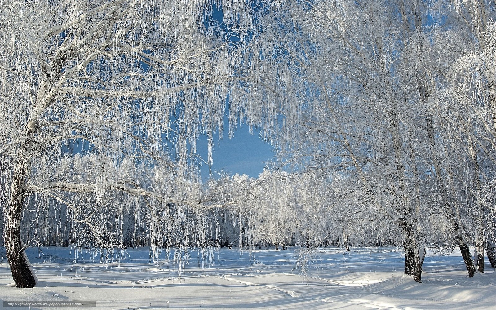 Frost-covered trees in winter