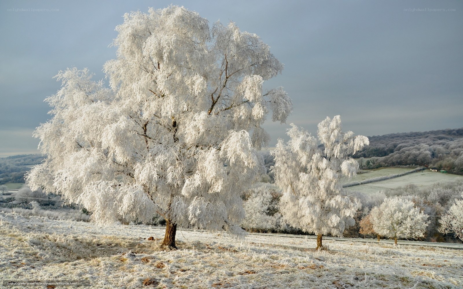 Frost-covered trees in winter