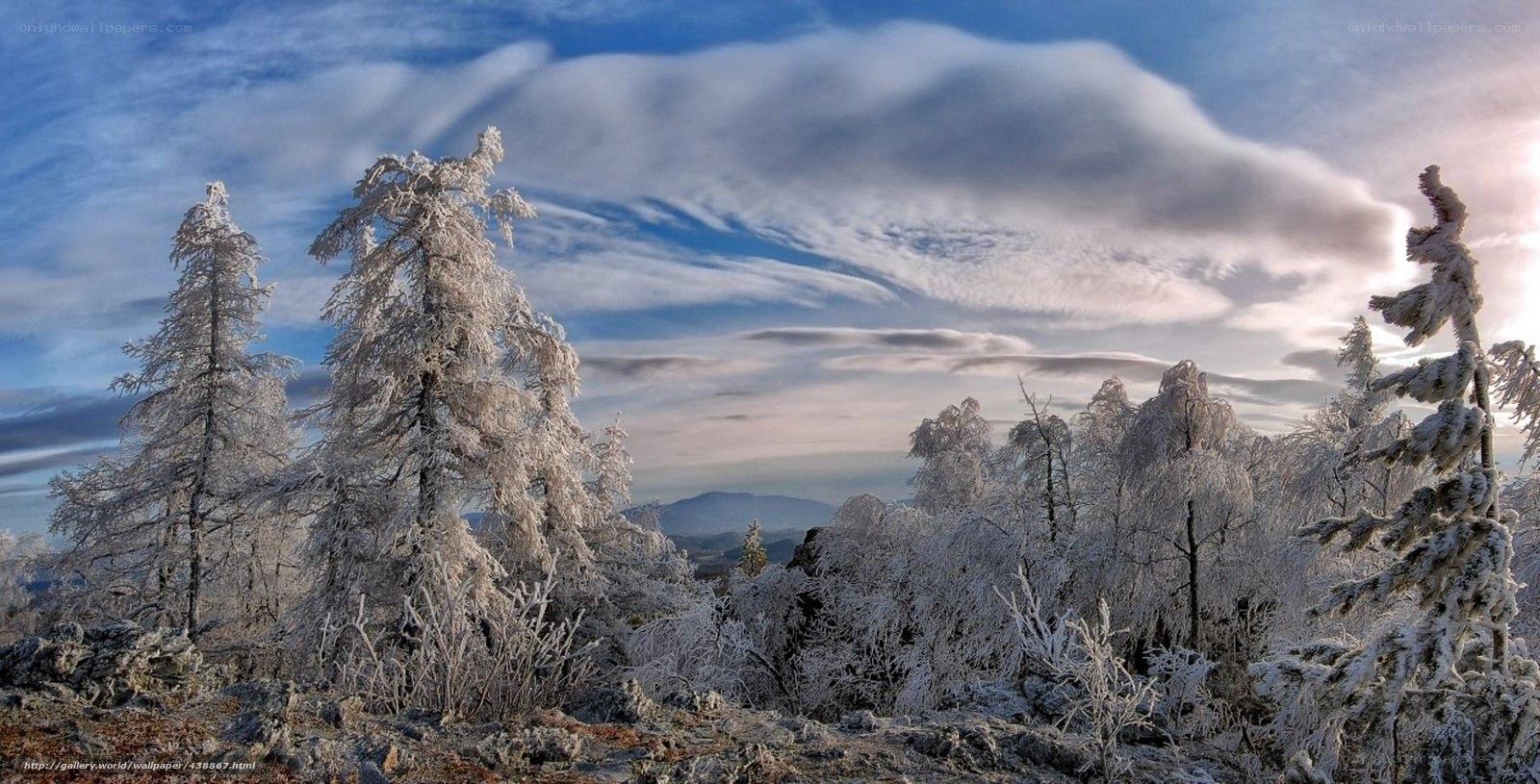 Frost-covered trees in winter