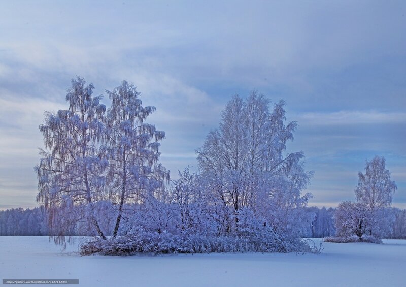 Frost-covered trees in winter