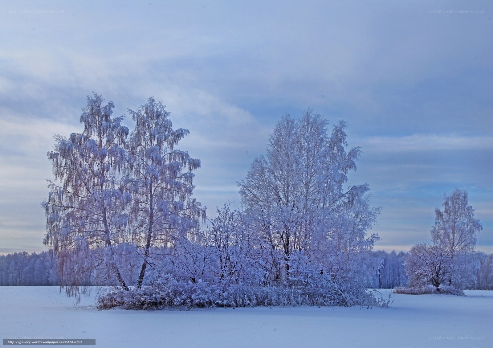 Frost-covered trees in winter