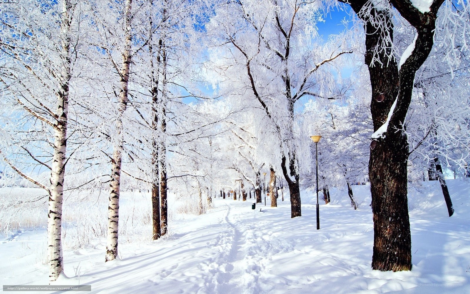 frost-covered trees in winter