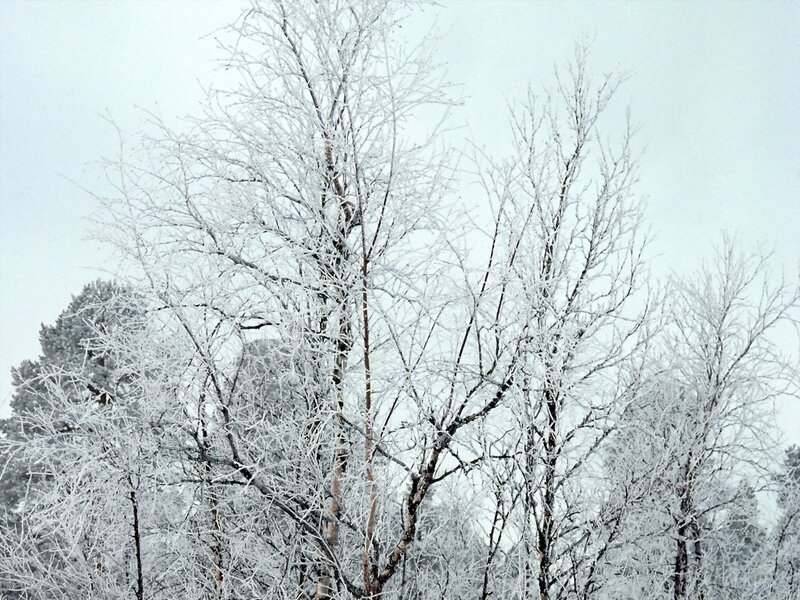 Frost-covered trees in winter