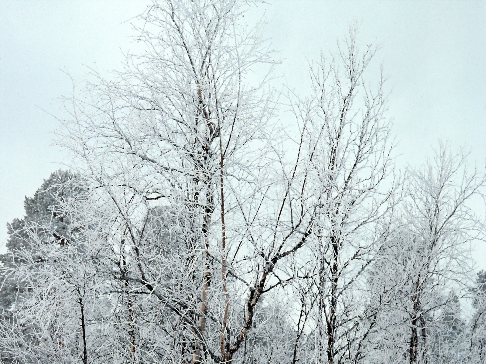 Frost-covered trees in winter