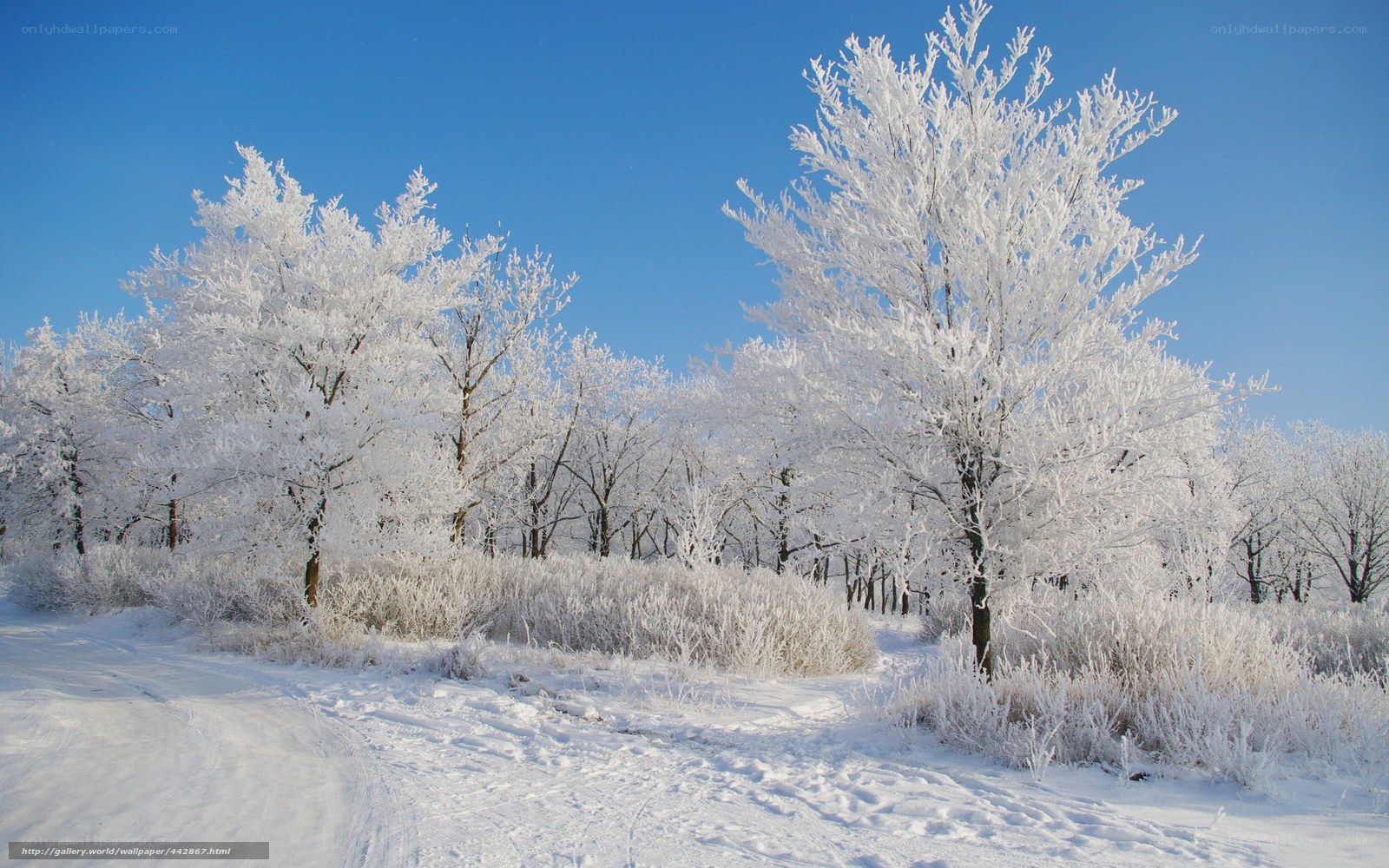 frost-covered trees in winter