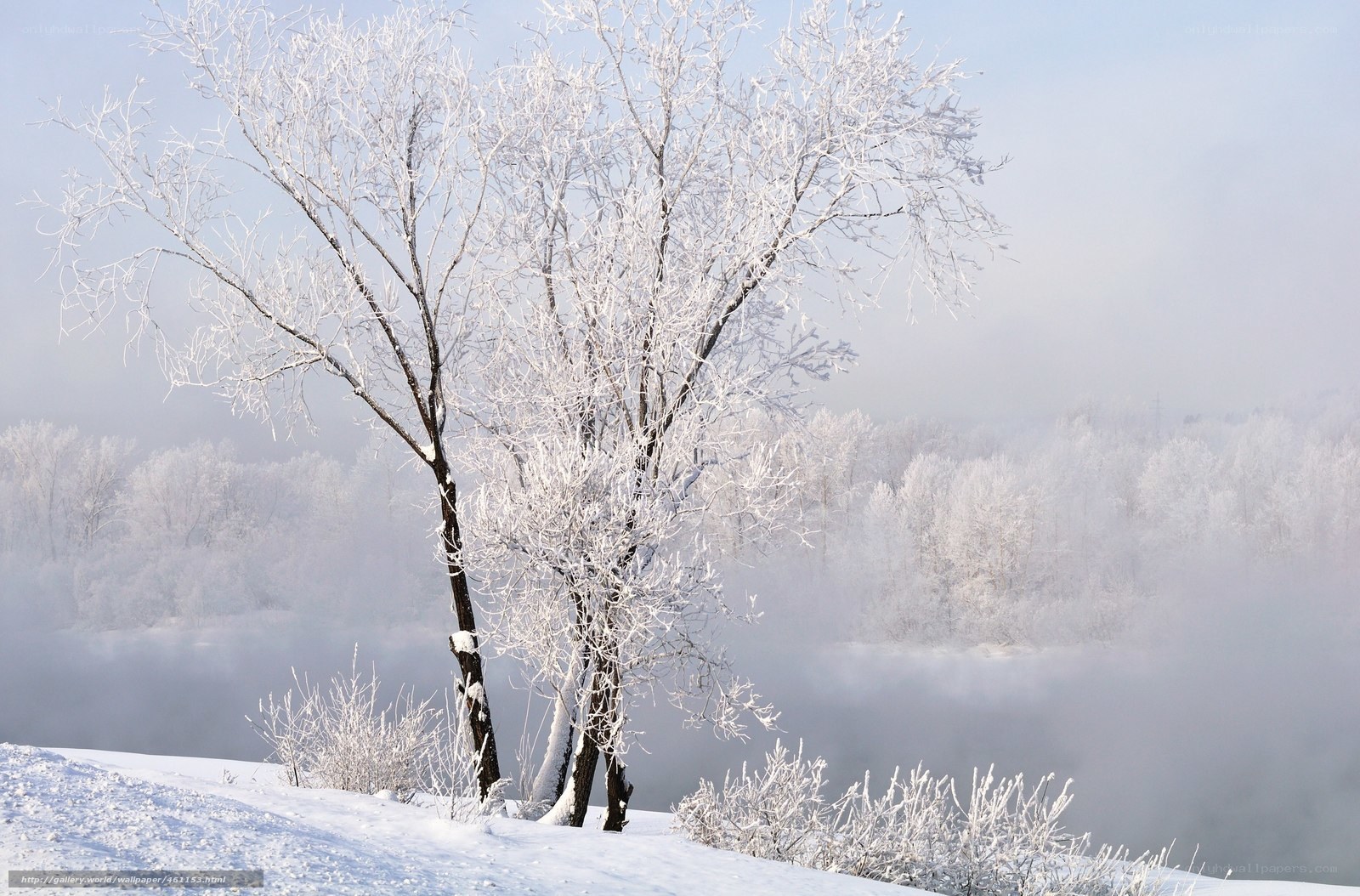 Frost-covered trees in winter