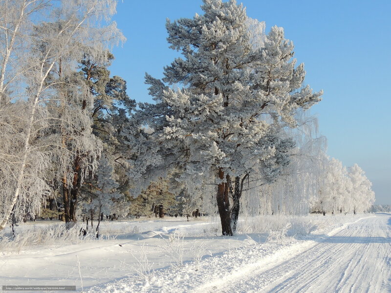 Frost-covered trees in winter
