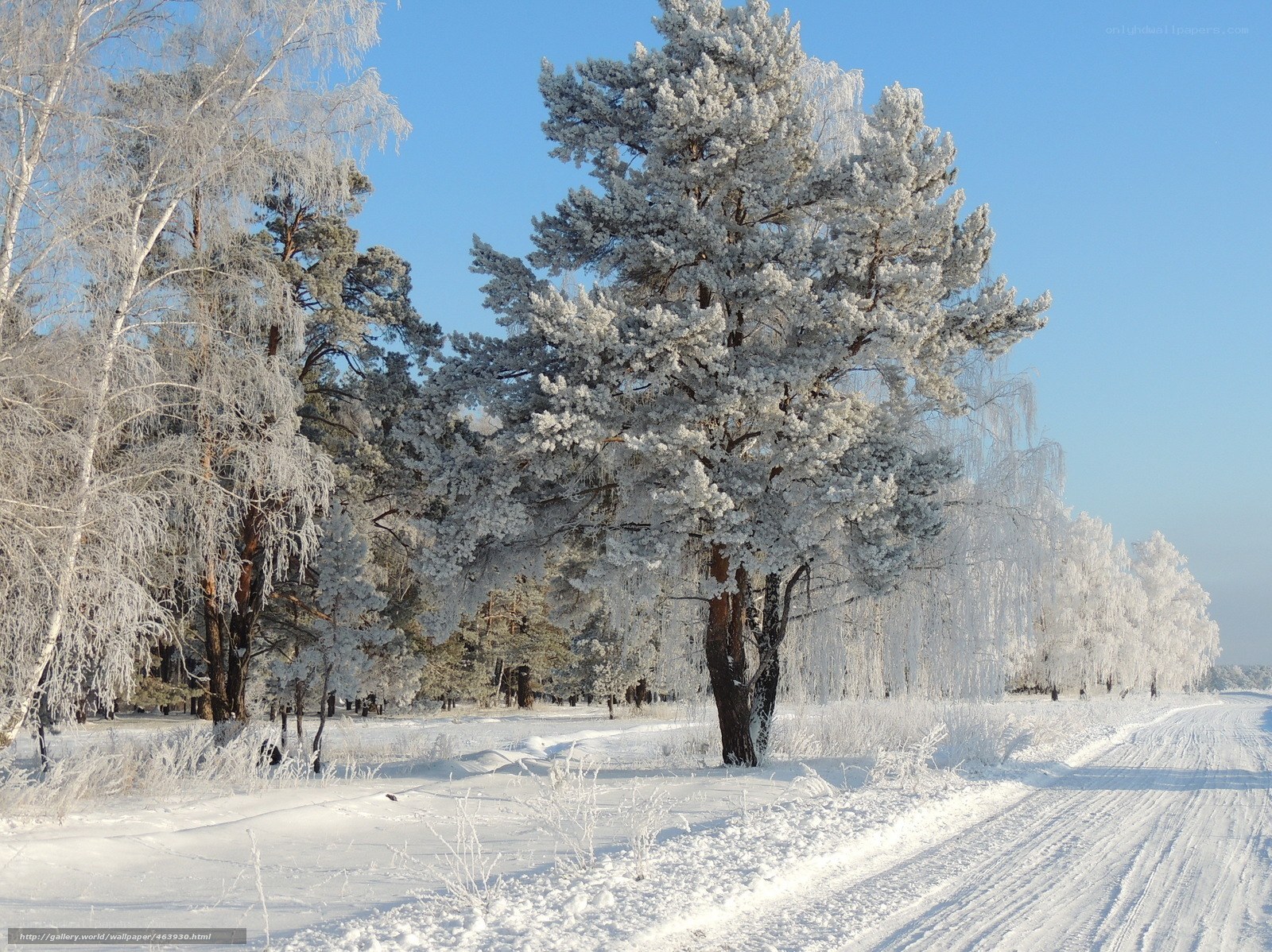 Frost-covered trees in winter