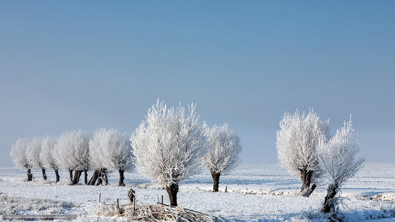 Frost-covered trees in winter