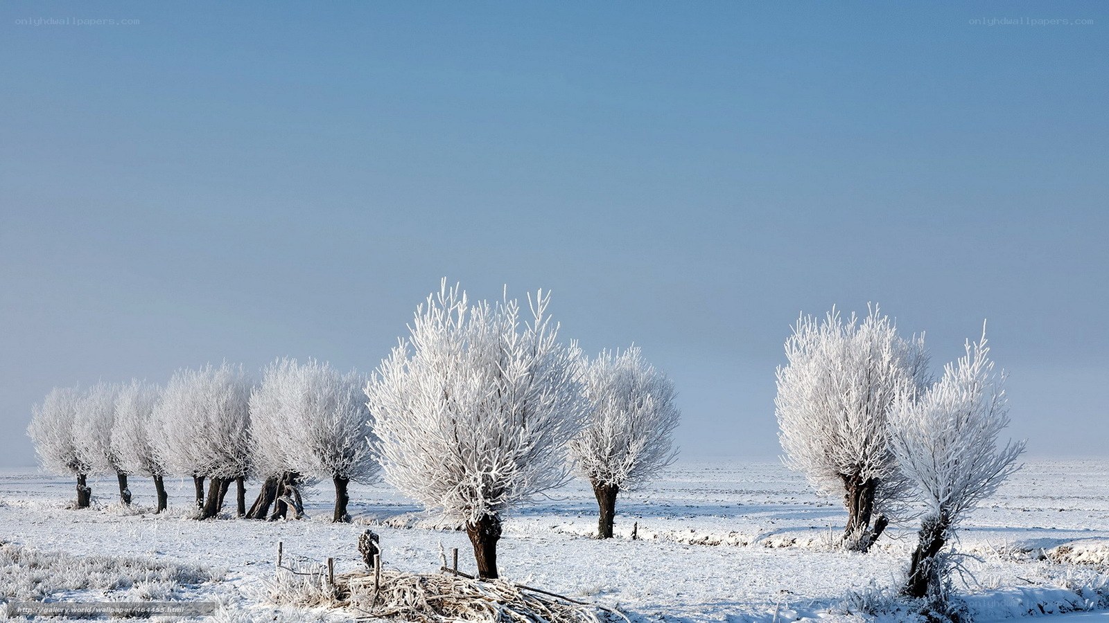 Frost-covered trees in winter