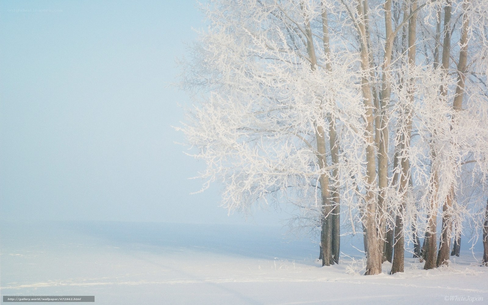 Frost-covered trees in winter