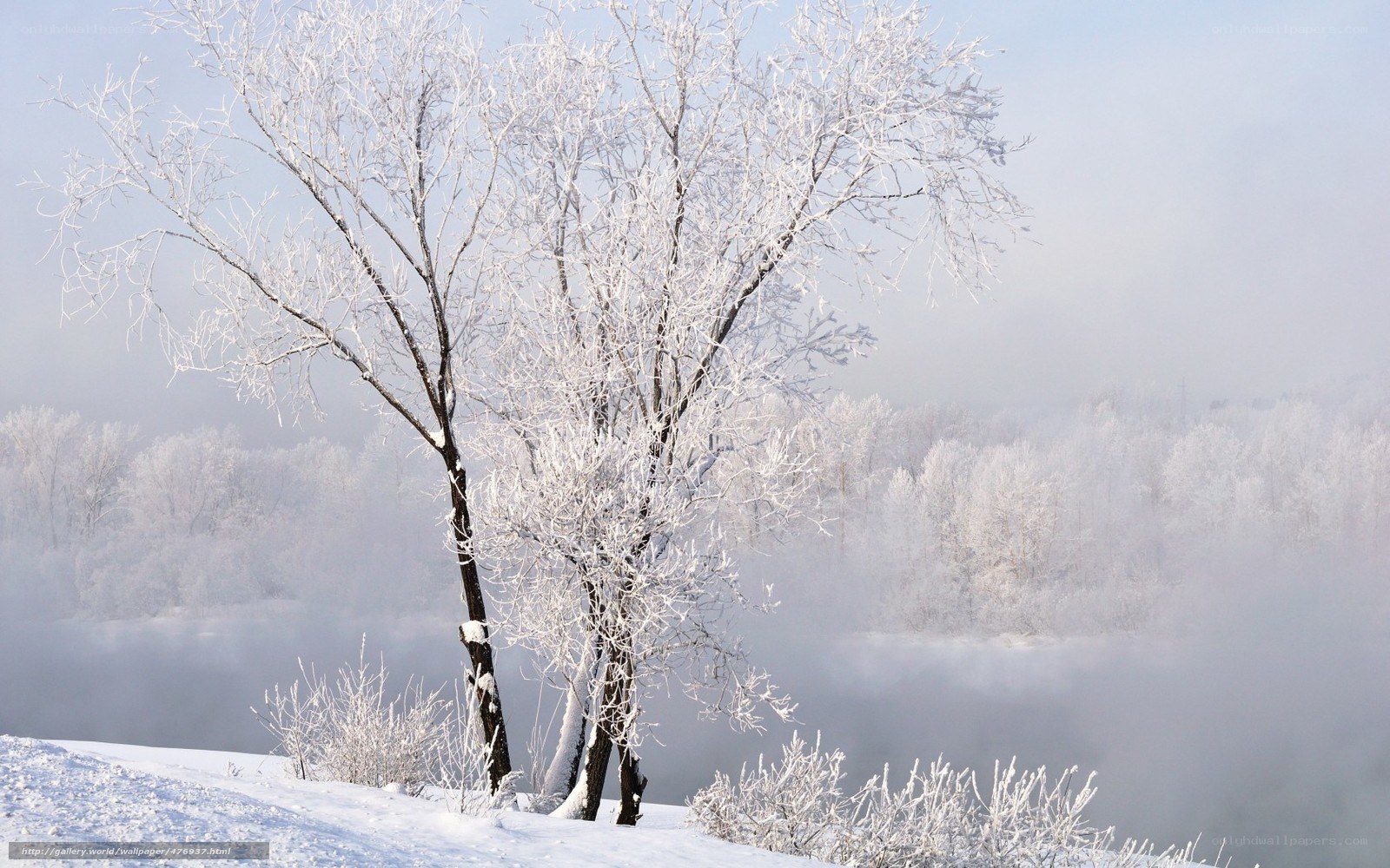 Frost-covered trees in winter
