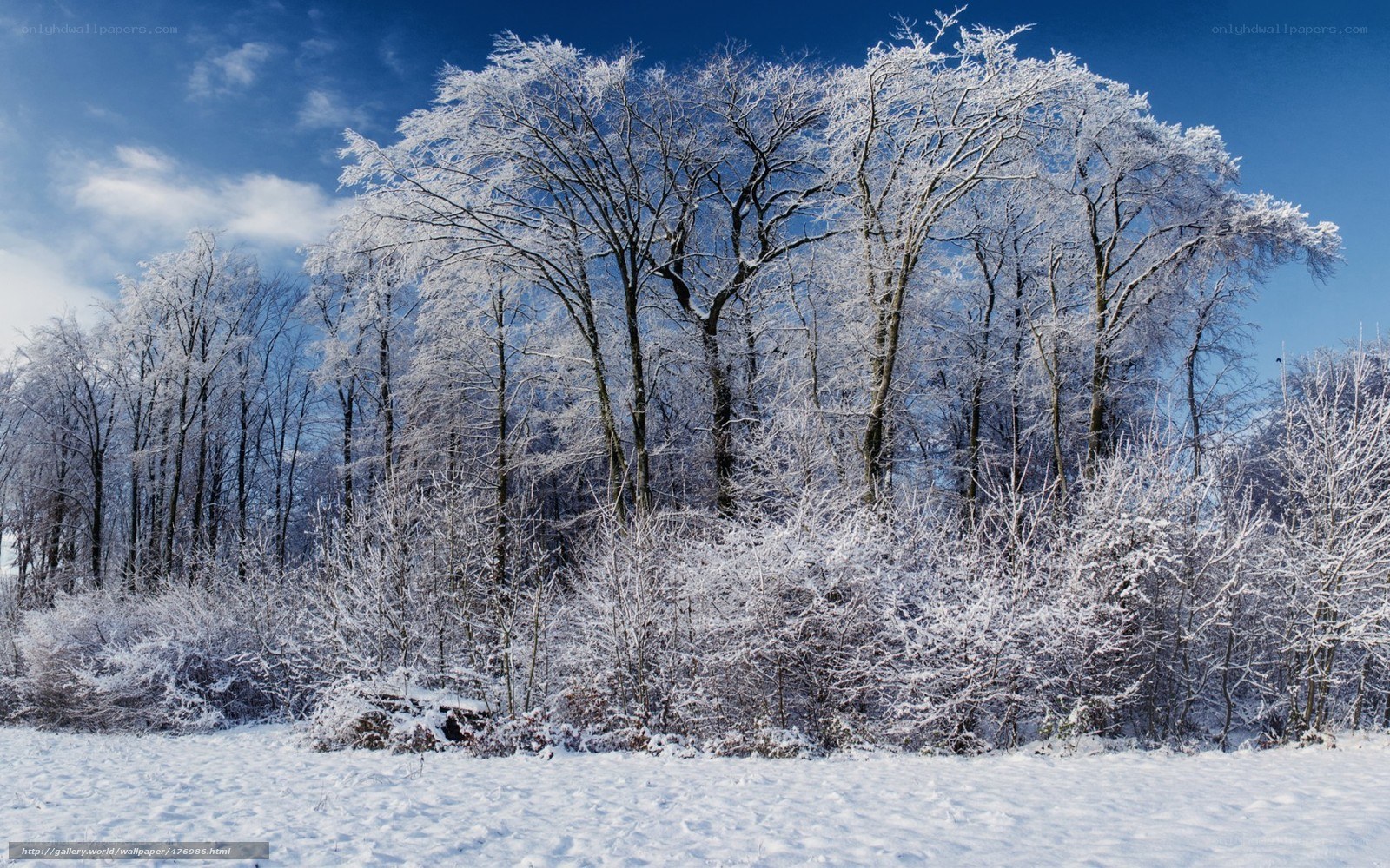 frost-covered trees in winter